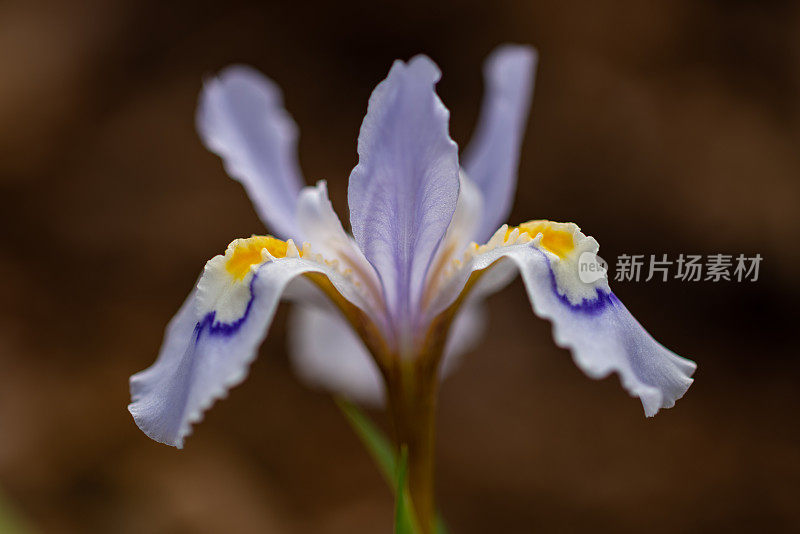 矮冠鸢尾(Iris cristata) Mount Magazine, AR